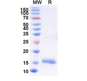 SDS-PAGE - Anti-Lysozyme C Nanobody [SAA0888] (A337705) - Antibodies.com