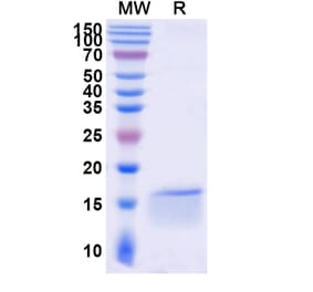 SDS-PAGE - Anti-c-Fos Nanobody [SAA1335] (A337754) - Antibodies.com
