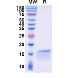 SDS-PAGE - Anti-c-Fos Nanobody [SAA1335] (A337754) - Antibodies.com