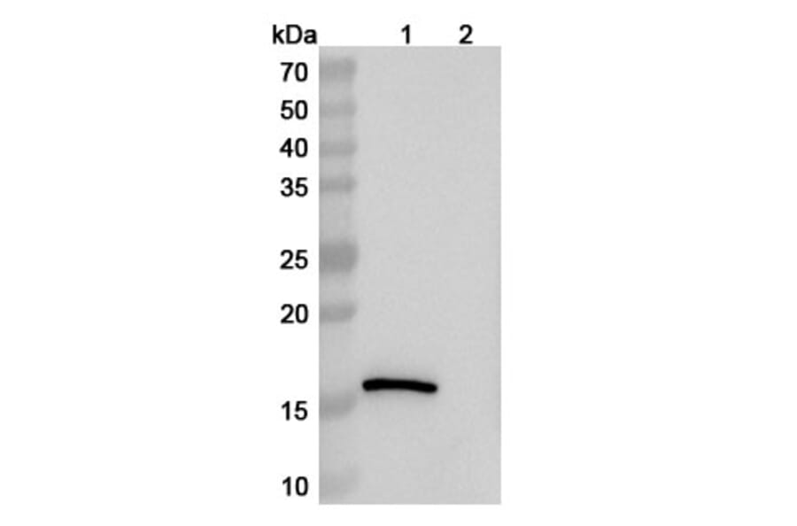 SDS-PAGE - Anti-Lysozyme Nanobody [SAA1157] (A337921) - Antibodies.com