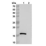 SDS-PAGE - Anti-Lysozyme Nanobody [SAA1157] (A337921) - Antibodies.com