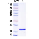 SDS-PAGE - Anti-ARC Nanobody [SAA0943] (A337964) - Antibodies.com
