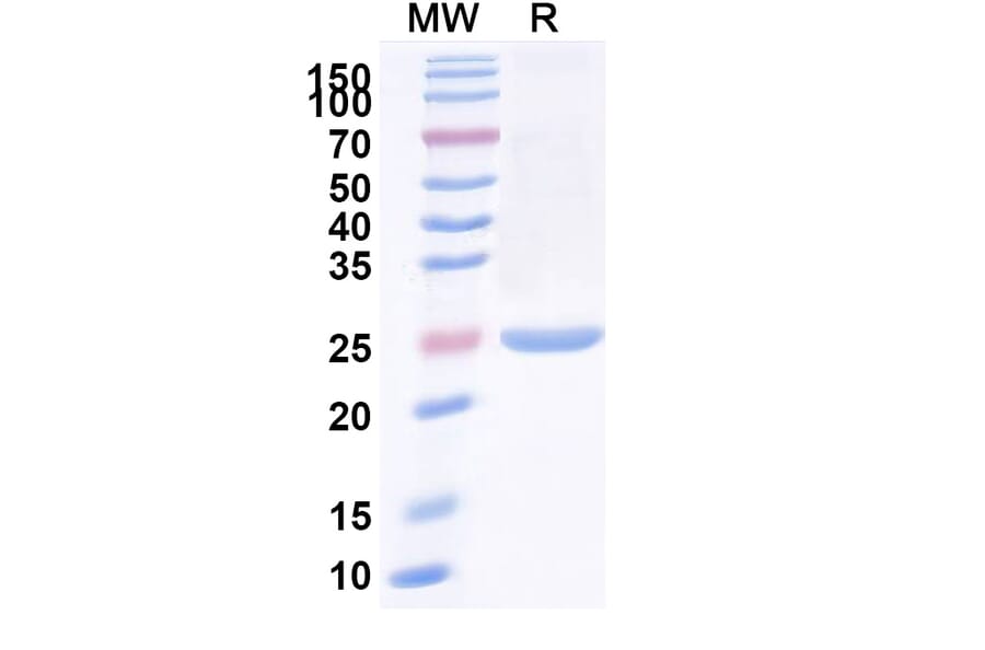SDS-PAGE - Anti-IgM Nanobody [SAA1253] (A338006) - Antibodies.com