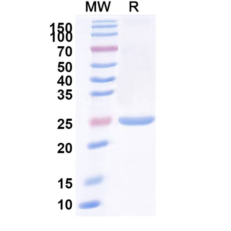 SDS-PAGE - Anti-IgM Nanobody [SAA1253] (A338006) - Antibodies.com