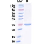 SDS-PAGE - Anti-IgM Nanobody [SAA1253] (A338006) - Antibodies.com