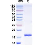 SDS-PAGE - Anti-SARS-CoV-2 Spike Protein Nanobody [SAA0944] (A338026) - Antibodies.com