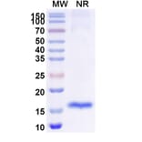 SDS-PAGE - Anti-SARS-CoV-2 Spike Protein Nanobody [SAA0948] (A338030) - Antibodies.com