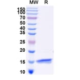 SDS-PAGE - Anti-SARS-CoV-2 Spike Protein Nanobody [SAA0950] (A338032) - Antibodies.com