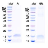 SDS-PAGE - Anti-SARS-CoV-2 Spike Protein Nanobody [SAA1072] (A338068) - Antibodies.com