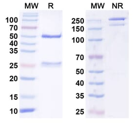 SDS-PAGE - Anti-VSIG4 Nanobody [Iv0141] (A338199) - Antibodies.com