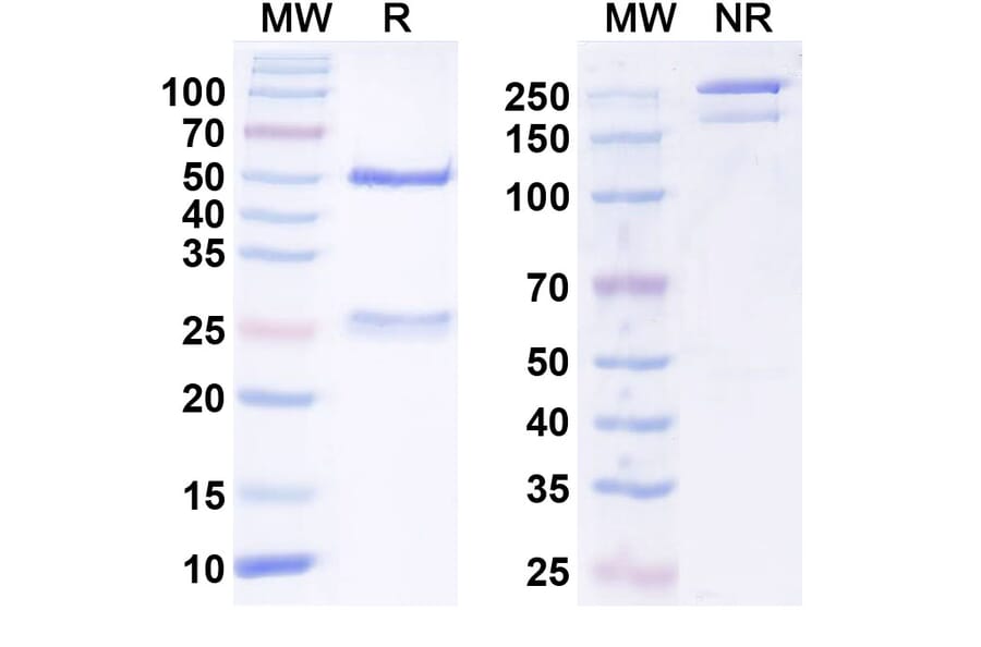 SDS-PAGE - Anti-VSIG4 Nanobody [Iv0141] (A338199) - Antibodies.com