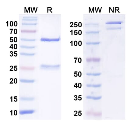 SDS-PAGE - Anti-VSIG4 Nanobody [Iv0141] (A338199) - Antibodies.com