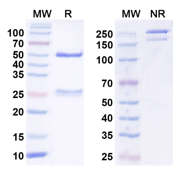 SDS-PAGE - Anti-VSIG4 Nanobody [Iv0141] (A338199) - Antibodies.com