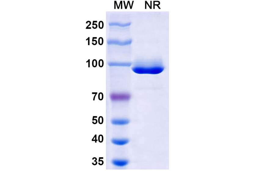 SDS-PAGE - Anti-Nucleoprotein Nanobody [VHH1] (A338210) - Antibodies.com