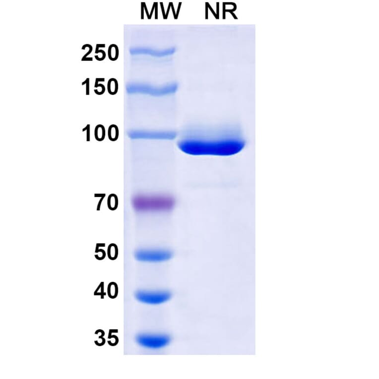 SDS-PAGE - Anti-Nucleoprotein Nanobody [VHH1] (A338210) - Antibodies.com