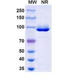 SDS-PAGE - Anti-Nucleoprotein Nanobody [VHH1] (A338210) - Antibodies.com
