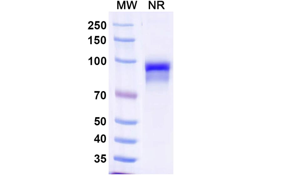 SDS-PAGE - Anti-Properdin Nanobody [SAA1485] (A338221) - Antibodies.com