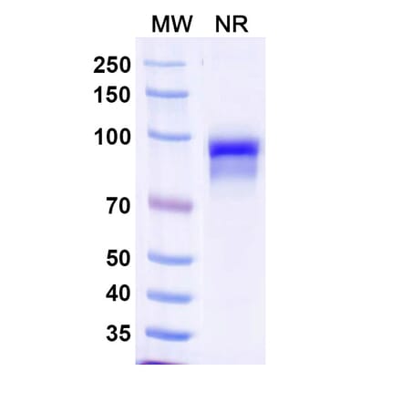 SDS-PAGE - Anti-Properdin Nanobody [SAA1485] (A338221) - Antibodies.com