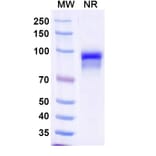 SDS-PAGE - Anti-Properdin Nanobody [SAA1485] (A338221) - Antibodies.com