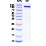 SDS-PAGE - Anti-SLC4A7 Nanobody [SAA1974] (A338224) - Antibodies.com