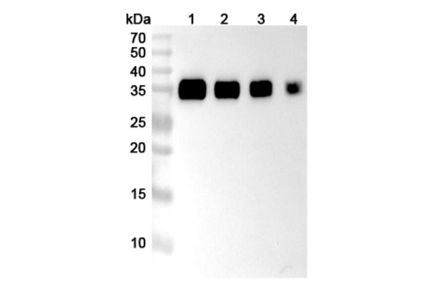 SDS-PAGE - Anti-PD-L1 Nanobody [SAA2018] (A338235) - Antibodies.com