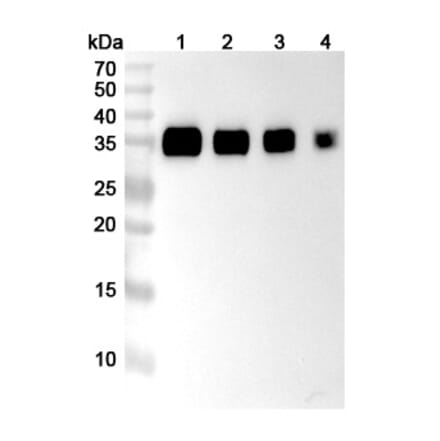 SDS-PAGE - Anti-PD-L1 Nanobody [SAA2018] (A338235) - Antibodies.com