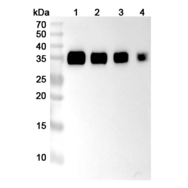 SDS-PAGE - Anti-PD-L1 Nanobody [SAA2018] (A338235) - Antibodies.com