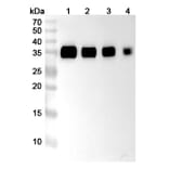 SDS-PAGE - Anti-PD-L1 Nanobody [SAA2018] (A338235) - Antibodies.com
