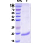 SDS-PAGE - Anti-PADI4 Nanobody [VHH10] (A338243) - Antibodies.com