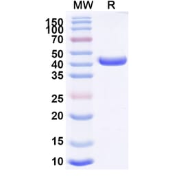 SDS-PAGE - Anti-CD163 Nanobody [2G01] (A338273) - Antibodies.com