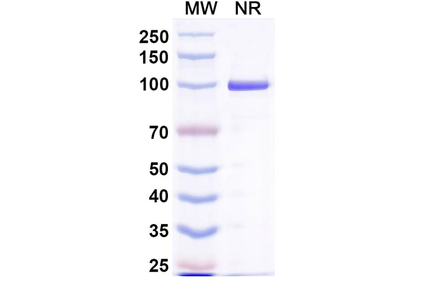 SDS-PAGE - Anti-Capsid Protein Nanobody [Nano-4] (A338274) - Antibodies.com
