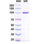 SDS-PAGE - Anti-Capsid Protein Nanobody [Nano-4] (A338274) - Antibodies.com