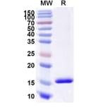 SDS-PAGE - Anti-CD89 Nanobody [SAA2151] (A338326) - Antibodies.com