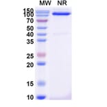 SDS-PAGE - Anti-CD31 Nanobody [SAA2178] (A338330) - Antibodies.com