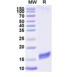 SDS-PAGE - Anti-SARS-CoV-2 Spike Protein RBD Nanobody [H11-D4] (A338333) - Antibodies.com