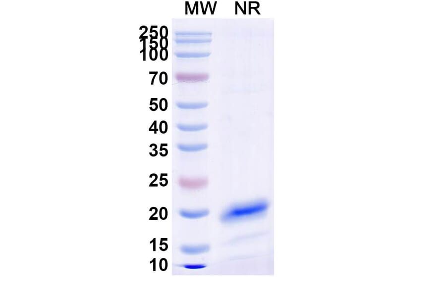 SDS-PAGE - Anti-CD45 Nanobody [2H7] (A338337) - Antibodies.com
