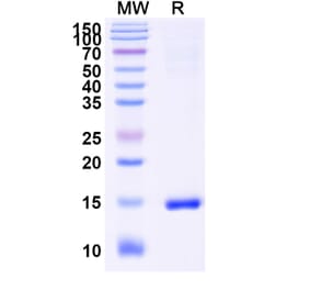 SDS-PAGE - Anti-Caspase-3 Nanobody [VHH1] (A338338) - Antibodies.com