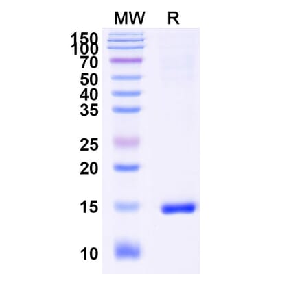 SDS-PAGE - Anti-Caspase-3 Nanobody [VHH1] (A338338) - Antibodies.com