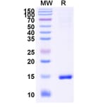 SDS-PAGE - Anti-Caspase-3 Nanobody [VHH1] (A338338) - Antibodies.com