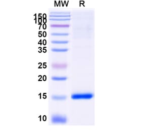 SDS-PAGE - Anti-Caspase-3 Nanobody [VHH2] (A338339) - Antibodies.com