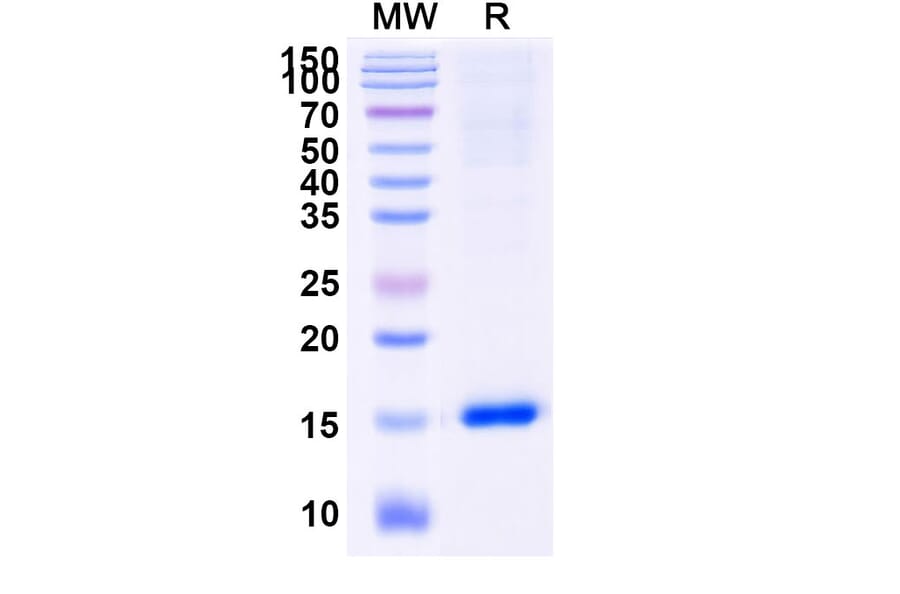 SDS-PAGE - Anti-Caspase-3 Nanobody [VHH2] (A338339) - Antibodies.com