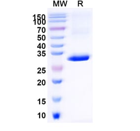 SDS-PAGE - Anti-CD1d Nanobody [ID12] (A338340) - Antibodies.com