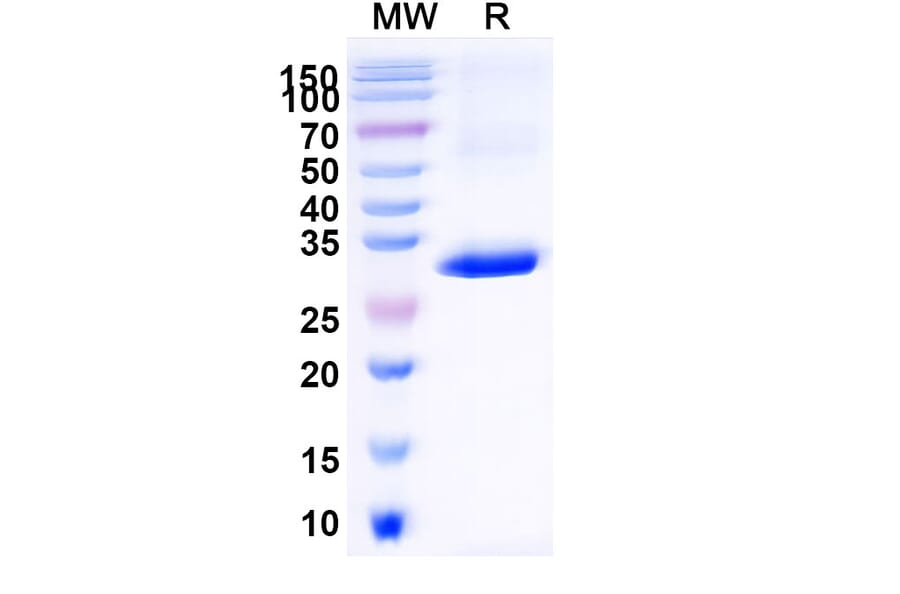SDS-PAGE - Anti-CD1d Nanobody [ID12] (A338340) - Antibodies.com