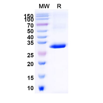 SDS-PAGE - Anti-CD1d Nanobody [ID12] (A338340) - Antibodies.com