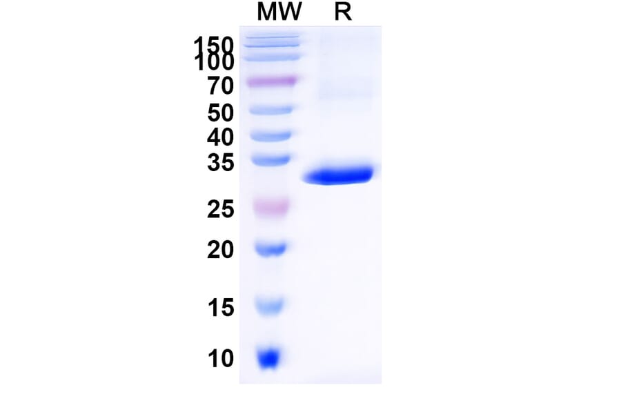 SDS-PAGE - Anti-CD1d Nanobody [ID12] (A338340) - Antibodies.com