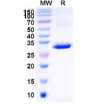 SDS-PAGE - Anti-CD1d Nanobody [ID12] (A338340) - Antibodies.com