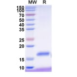 SDS-PAGE - Anti-NKp30 Nanobody [VHH2] (A338344) - Antibodies.com