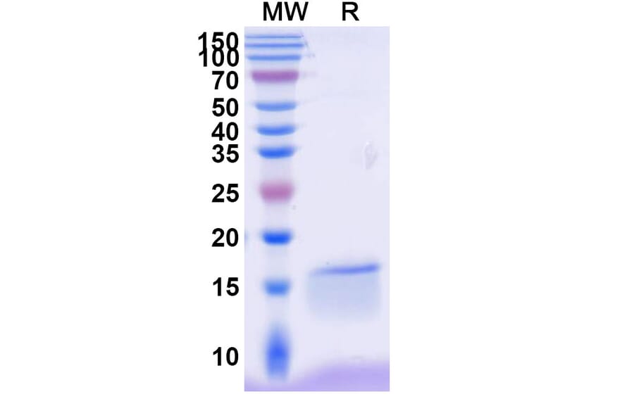 SDS-PAGE - Anti-NKp30 Nanobody [VHH1] (A338345) - Antibodies.com