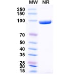 SDS-PAGE - Anti-CD3 epsilon Nanobody [SAA2242] (A338362) - Antibodies.com