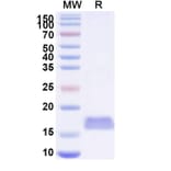 SDS-PAGE - Anti-MERS-CoV SARS-CoV-2 Spike Protein RBD Nanobody [VHH-55] (A338368) - Antibodies.com